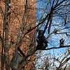 Roost, detail