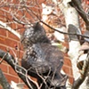 Roost, detail