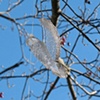 Roost, detail