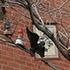Roost, detail