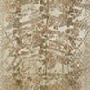 Rose Queen 1