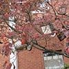 Roost