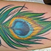 Peacock Feather