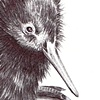 Kiwi 2