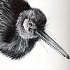 Kiwi 1
