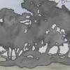 Live Oak