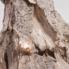 Fertile Ground #16, detail