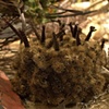 Ground Springs, detail