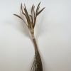 Fertile Ground #43