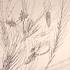 Drawings