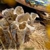 Natural History, detail