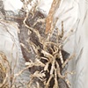 Upsurgea; installation detail