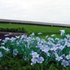 phlox
