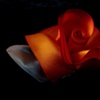 fire poppy