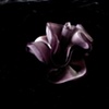 midnight poppy