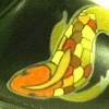 Koi