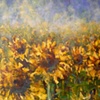 Sunny Fields