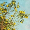 Mediterranean Lemons 