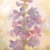 Mountain Bloom