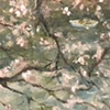 Cherry Blossoms