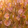 Irises