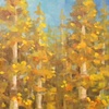 Colorado Aspens