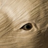 The Blonde Fawn