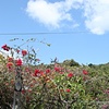 Perfect Days
