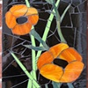 Poppies by Angela Weatherall