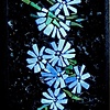 "Chicory" by Tricia Huffman
