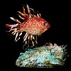 "Coral Fish" by Sophie Drouin 