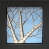 Winter Oak by Pat Mitchell