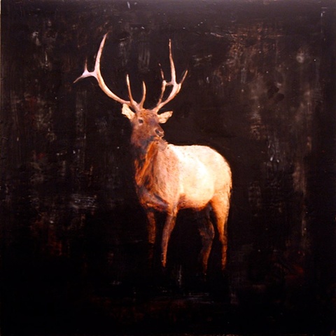 Solo Elk
