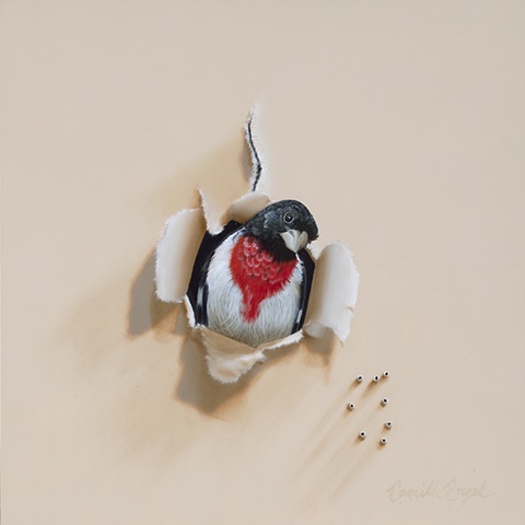 Are You Looking at Me? Rose Breasted Grosbeak