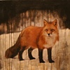Snow Fox
