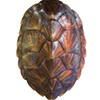 Sea Turtle Shell