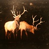 Elk