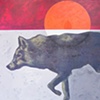 Plains Coyote