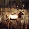 Elk I