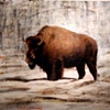 Buffalo