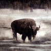 Buffalo in Snow Field