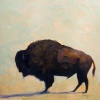 Buffalo Study 1