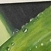 Rain Upon the Mown Grass