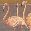 Flamingos