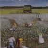 Cotton Fields