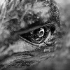 The Raven