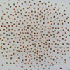 Disperse (detail)
