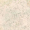 Permeate (detail)