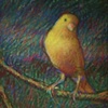 Study for still life Life of a Canary