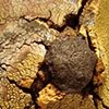 Commiserator (Detail) 